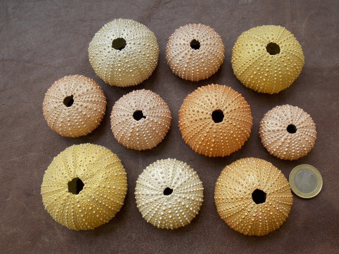 10 hand painted sea urchin shells Seasonal decorating | Etsy