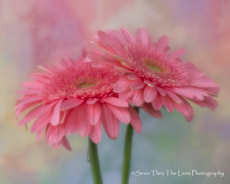 NEW* Daisy Duet Photographic Print