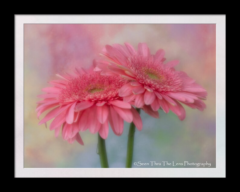 NEW* Daisy Duet Photographic Print