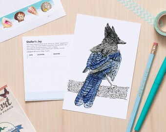 Steller's Jay Art