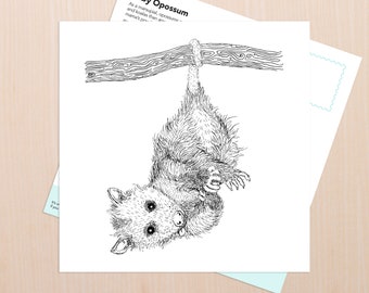 Opossum Baby Art