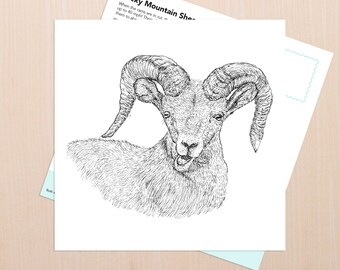 Bighorn Sheep Art