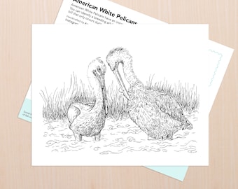 American White Pelican Art