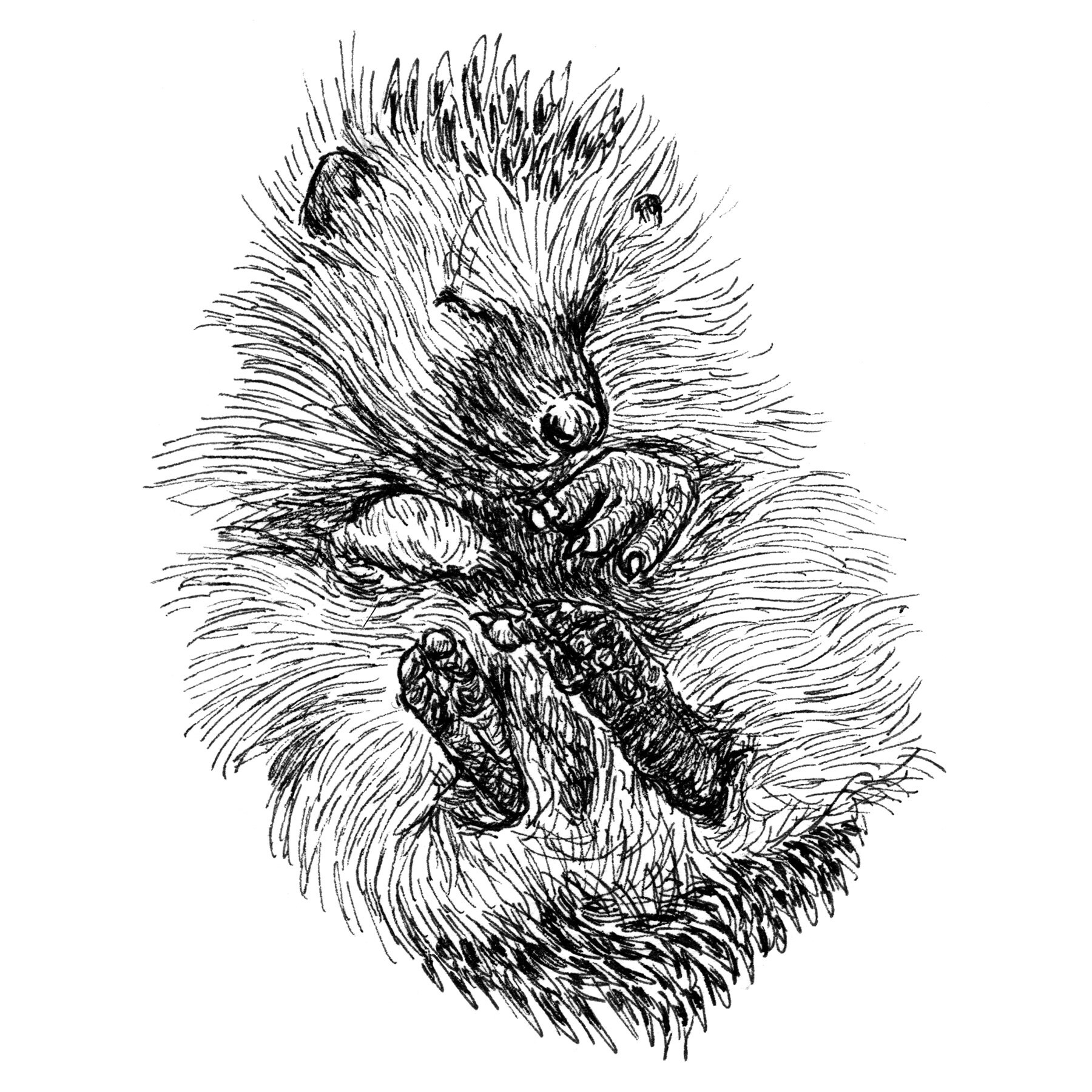 Hedgehog Sleepy Hand Drawn Postcard Print Coloring | Etsy