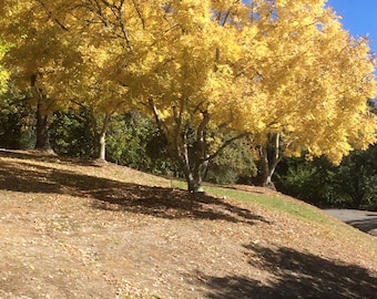 yellow autumn leaves on a hill