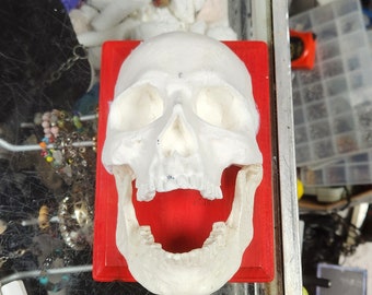 Half skull with bottom jaw paint any color show some style.. Comes in white only Paint any color