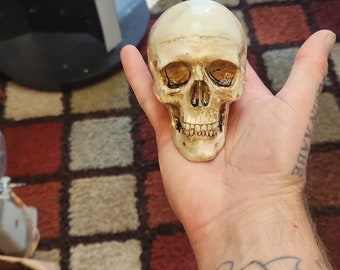 Skull with bottom jaw shifter knob. Looks amazing paint any color...