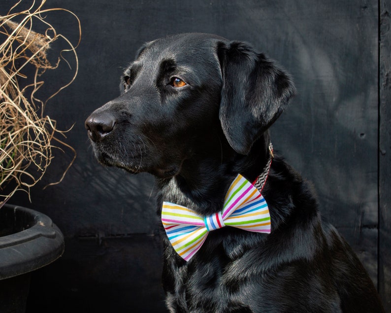 Large Dog Bow Tie Multicolour Rainbow Stripes. Pet Collar Etsy