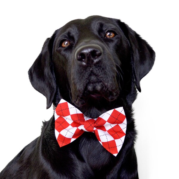 collar with bow tie dogs