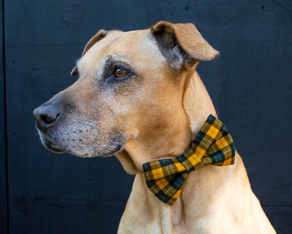 Extra large dog bow tie Clearance