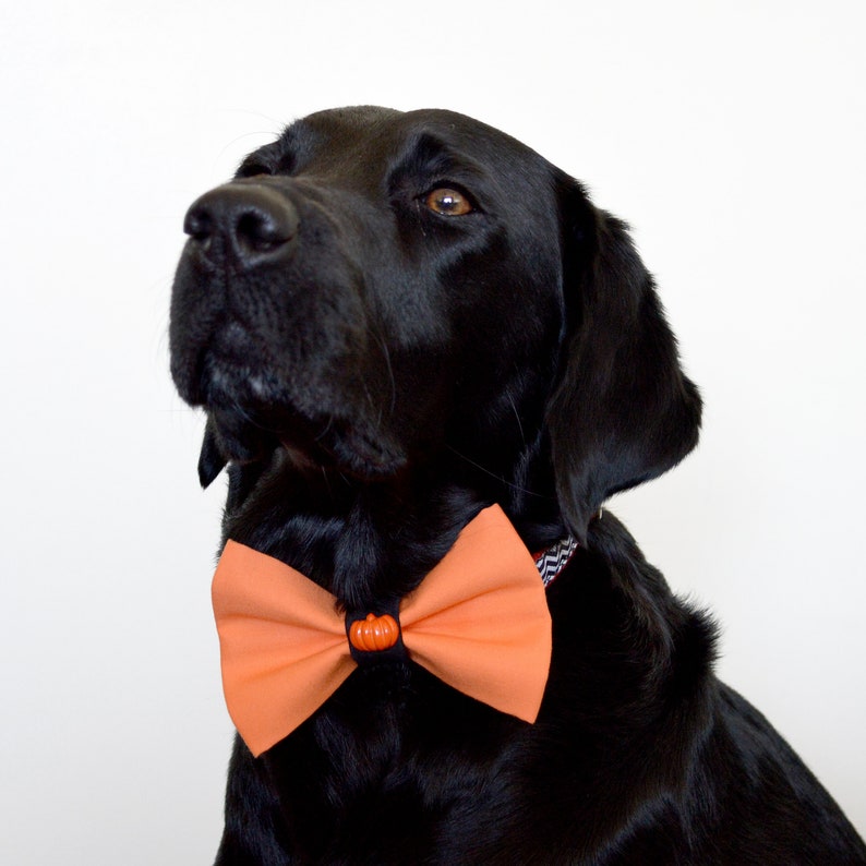 Small Dog Collar Bow Tie Pumpkin Orange Halloween Pet Accessory