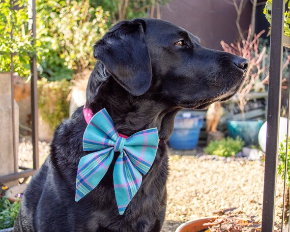 Dickie bow dog shop collar
