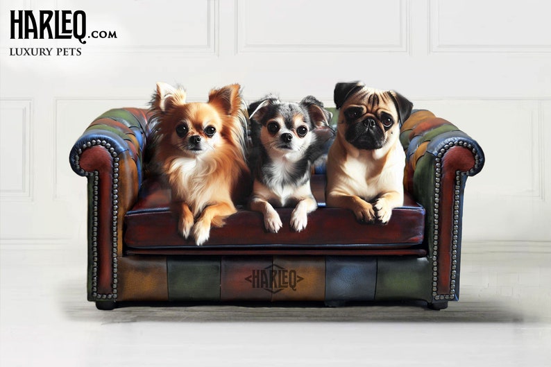 May include: Three small dogs of different breeds sit on a leather couch. The couch is brown with colorful panels and nailhead trim. The dogs include a long-haired Chihuahua, a short-haired Chihuahua, and a Pug. The text "HARLEQ.COM LUXURY PETS" is in the upper left.