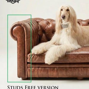 May include: A brown leather sofa with a tufted design. A long-haired dog with a jeweled collar is resting on the sofa. The text "STUDS FREE VERSION" is at the bottom of the image.