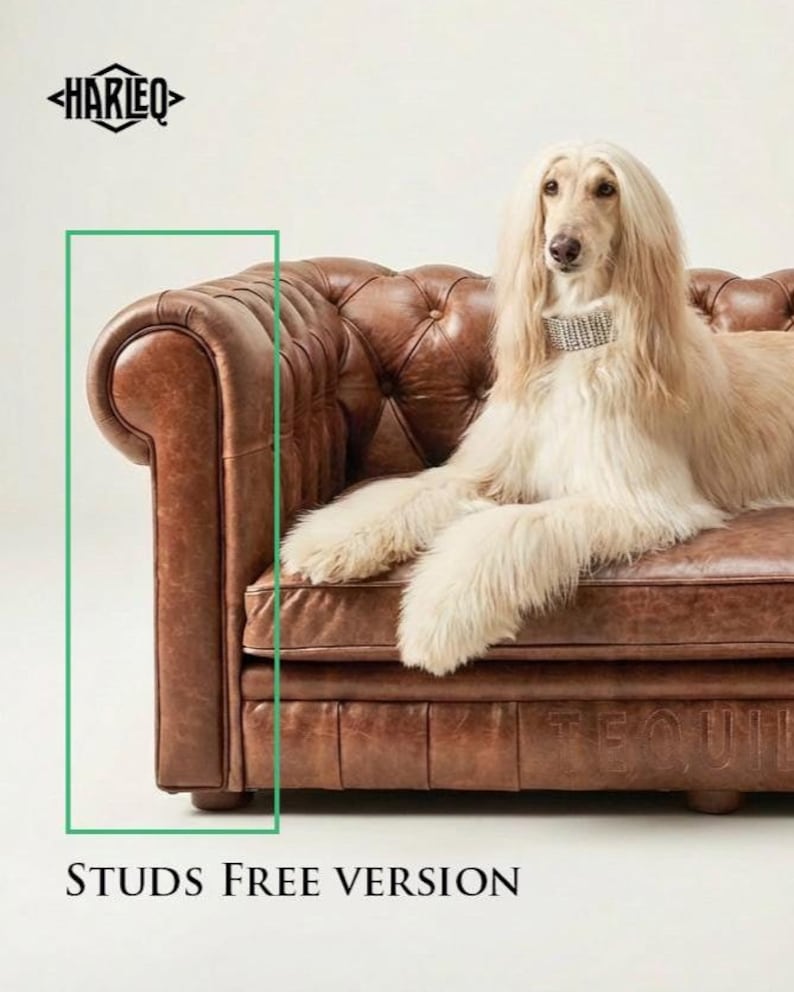 May include: A brown leather sofa with a tufted design. A long-haired dog with a jeweled collar is resting on the sofa. The text "STUDS FREE VERSION" is at the bottom of the image.