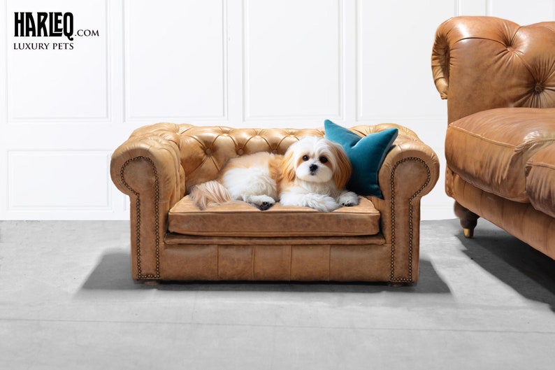 May include: A small, tan leather dog sofa with a tufted design and nailhead trim. A small dog with white and tan fur rests on the sofa, next to a teal blue pillow. The sofa is part of a luxury pet collection.