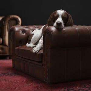 May include: A brown and white dog rests on a brown leather armchair. The armchair is part of a set, with a matching sofa visible in the background. The furniture is placed on a red patterned rug. The image includes the text "HARLEQ PET COLLECTION".