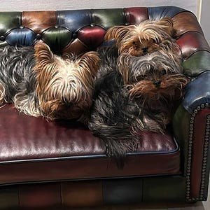 May include: Three Yorkshire Terriers resting on a vintage leather sofa. The sofa has a burgundy seat and a multi-colored back with green, blue, and brown sections. The dogs have brown, black, and gray fur.