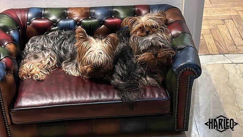 May include: Three Yorkshire Terriers resting on a vintage leather sofa. The sofa has a burgundy seat and a multi-colored back with green, blue, and brown sections. The dogs have brown, black, and gray fur.