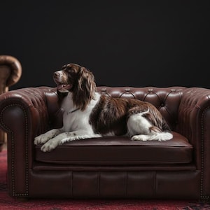 May include: A brown and white dog lounges on a tufted, burgundy leather armchair. The armchair is part of the Harleq Pet Collection, with a matching sofa in the background. The scene is set against a dark backdrop.