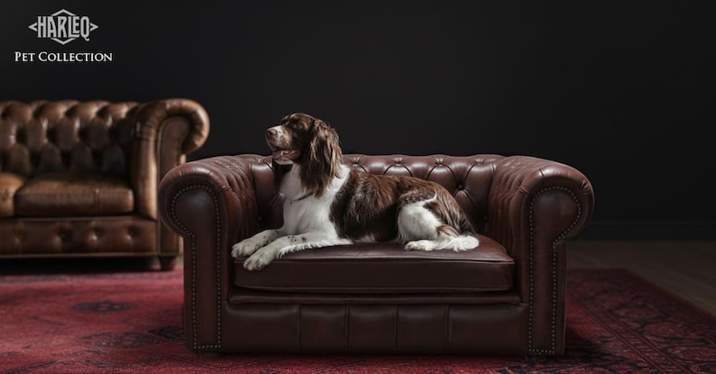 May include: A brown and white dog lounges on a tufted, burgundy leather armchair. The armchair is part of the Harleq Pet Collection, with a matching sofa in the background. The scene is set against a dark backdrop.
