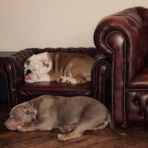 May include: Two dogs resting near a burgundy leather couch. One dog is lying on the couch, and the other is lying on the wooden floor. The dog on the couch is a bulldog with brown and white fur. The dog on the floor is gray.