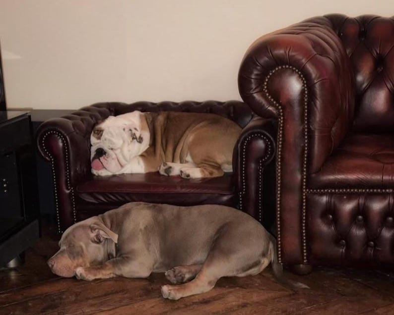 May include: Two dogs resting near a burgundy leather couch. One dog is lying on the couch, and the other is lying on the wooden floor. The dog on the couch is a bulldog with brown and white fur. The dog on the floor is gray.