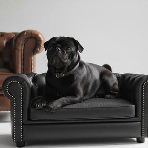May include: A black pug dog is resting on a small, black leather dog sofa with nailhead trim. A larger, brown leather sofa is in the background. The image is from the Harleo Pet Collection.