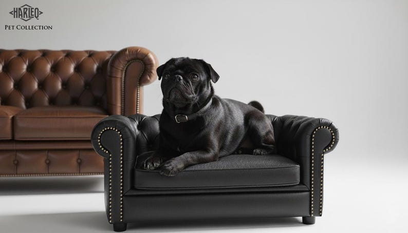 May include: A black pug dog is resting on a small, black leather dog sofa with nailhead trim. A larger, brown leather sofa is in the background. The image is from the Harleo Pet Collection.