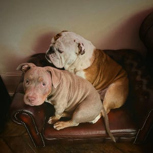 May include: Two dogs, a tan and white English Bulldog and a light brown Pitbull, are seated on a dark brown leather couch. The Bulldog is positioned behind the Pitbull. The Pitbull is looking directly at the camera.