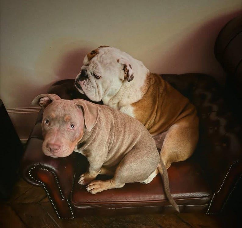 May include: Two dogs, a tan and white English Bulldog and a light brown Pitbull, are seated on a dark brown leather couch. The Bulldog is positioned behind the Pitbull. The Pitbull is looking directly at the camera.