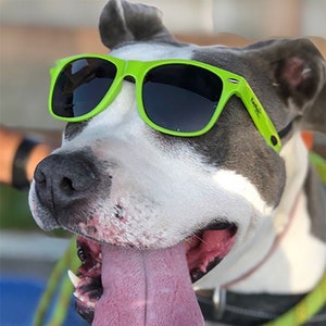 Lunettes de soleil pour chien grandes Green