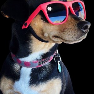 Lunettes de soleil pour chien petites image 5