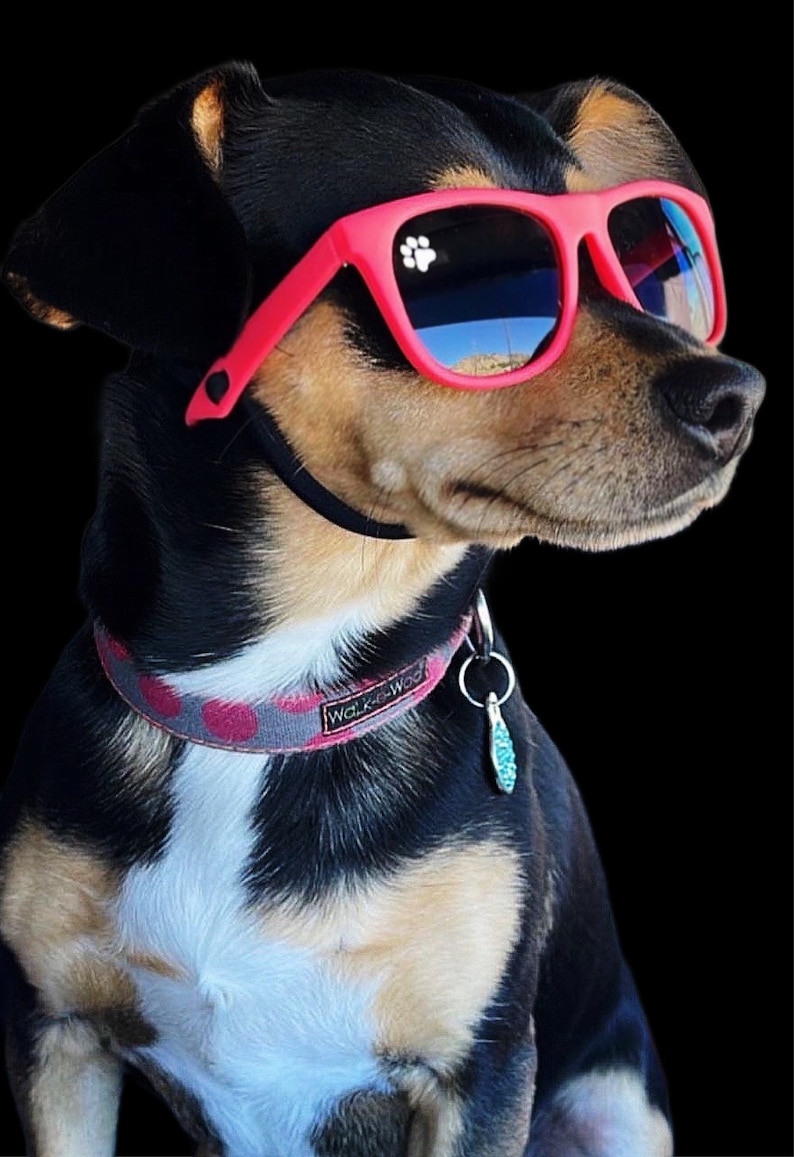 Lunettes de soleil pour chien petites image 5