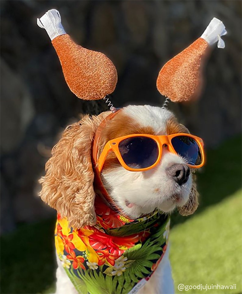 Gafas de sol para perros medianas Orange