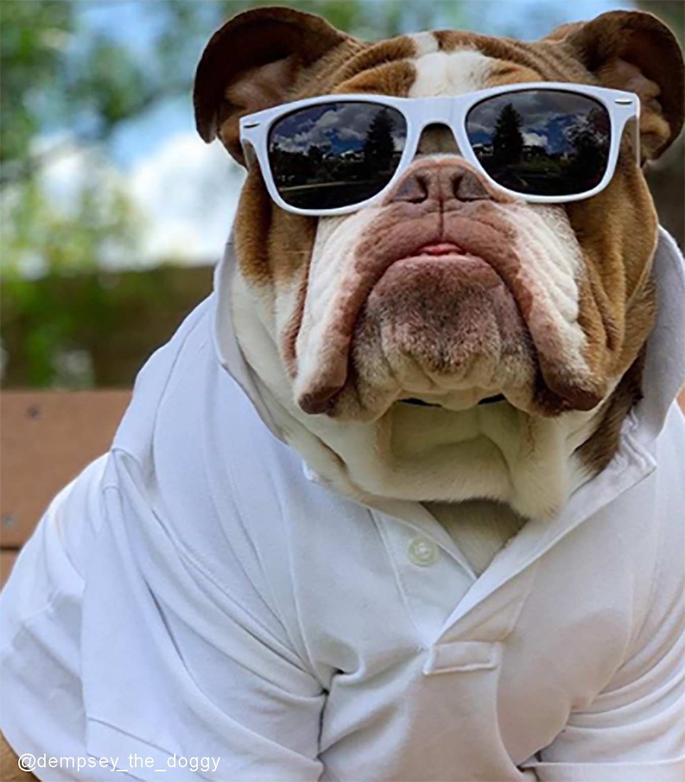 Bad hotsell dog sunglasses