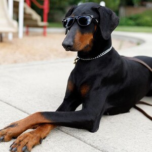 Gafas de sol para perros medianas Black