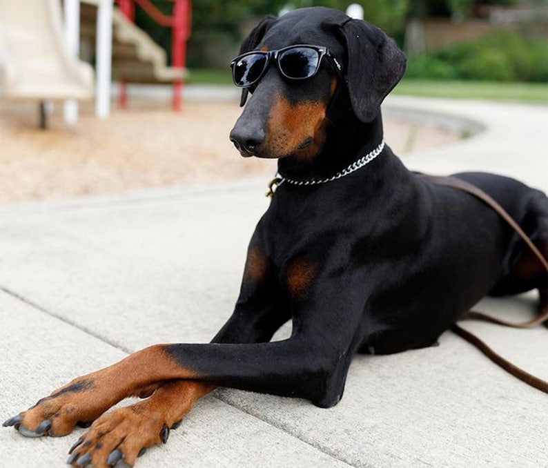 Gafas de sol para perros medianas Black