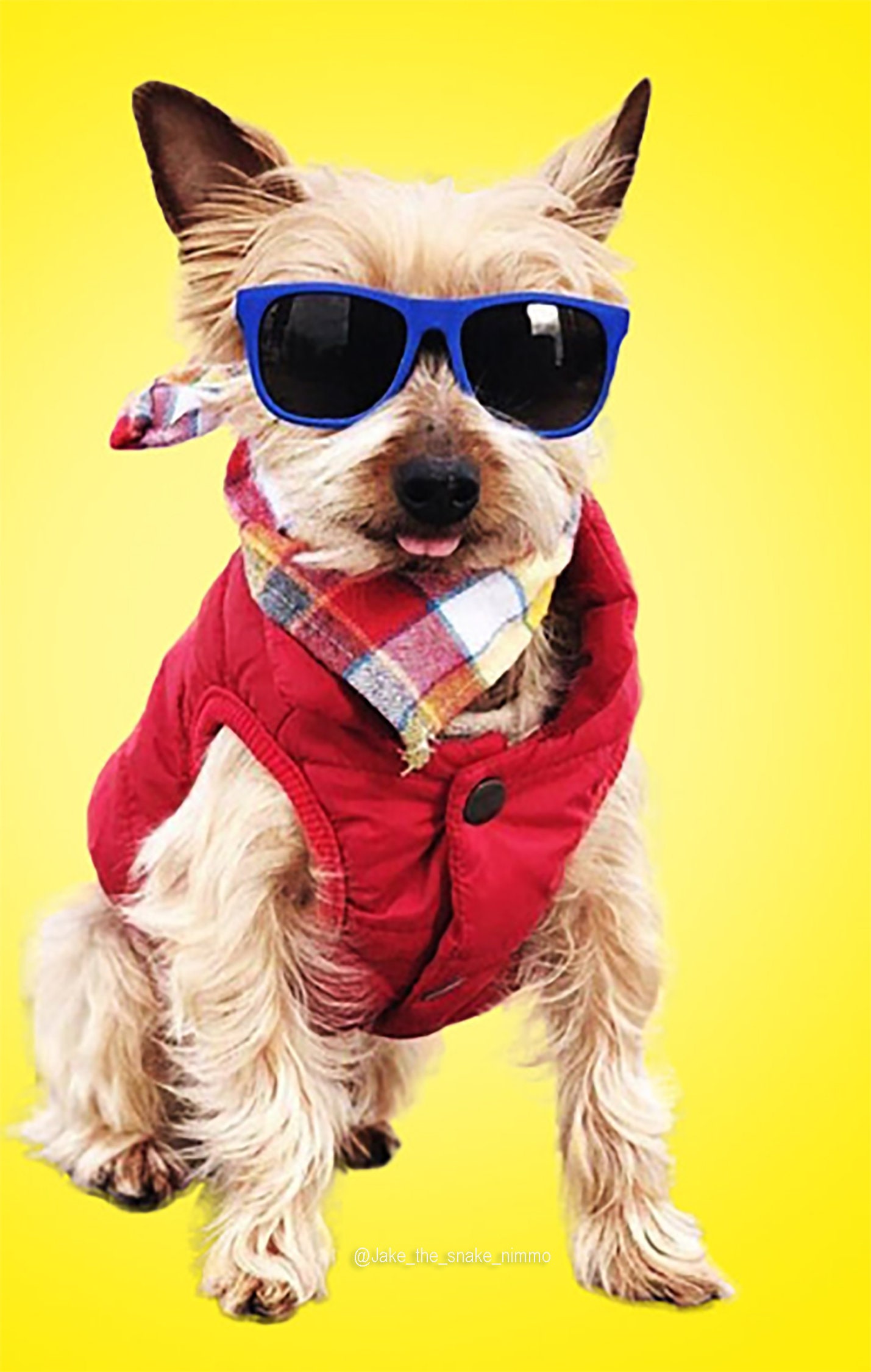 Tiny dog best sale sunglasses