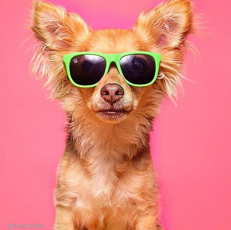 Lunettes de soleil pour chien petites Lime Green