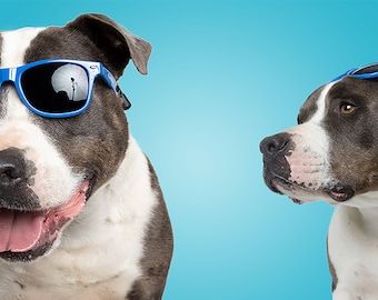 Lunettes de soleil pour chien (grandes)