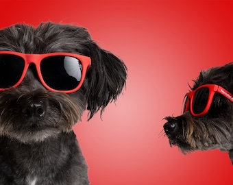 Dog Sunglasses (Small)