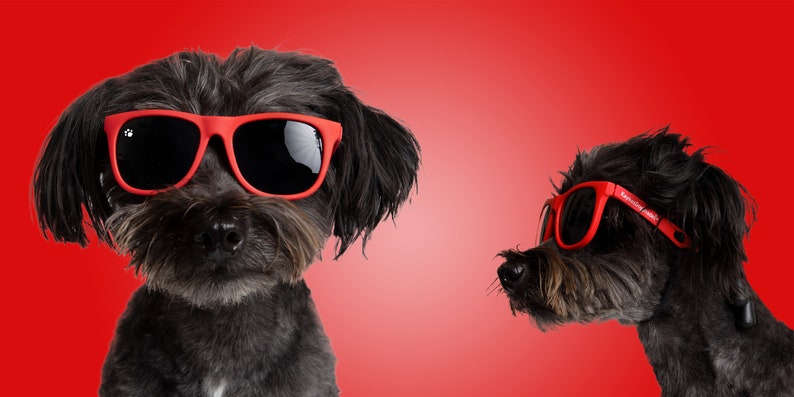 Lunettes de soleil pour chien petites Rouge