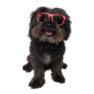 Lunettes pour chien Kykos CKlarity Collection Chiens de petite race image 4