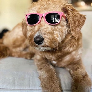 Gafas de sol para perros medianas imagen 6