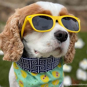 Lunettes de soleil pour chien moyennes image 7