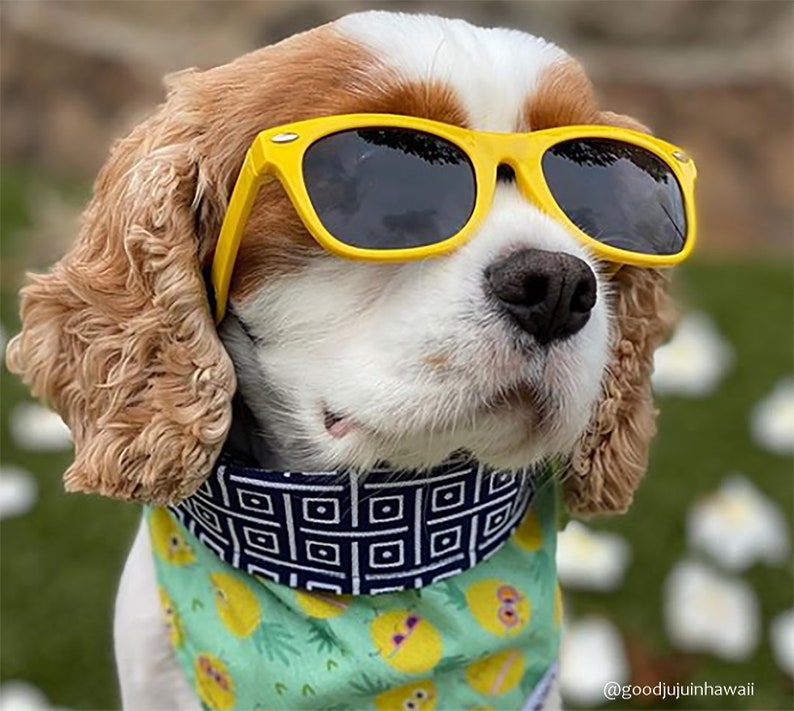 Gafas de sol para perros medianas Yellow