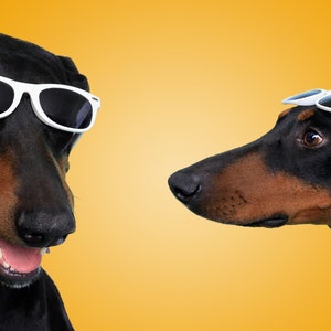 Gafas de sol para perros medianas White