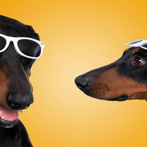 Lunettes de soleil pour chien moyennes image 1