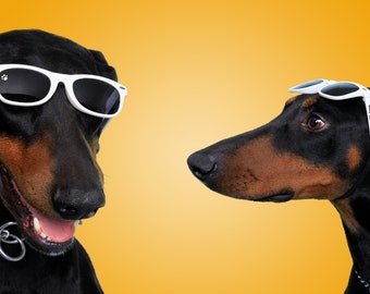 Lunettes de soleil pour chien (moyennes)